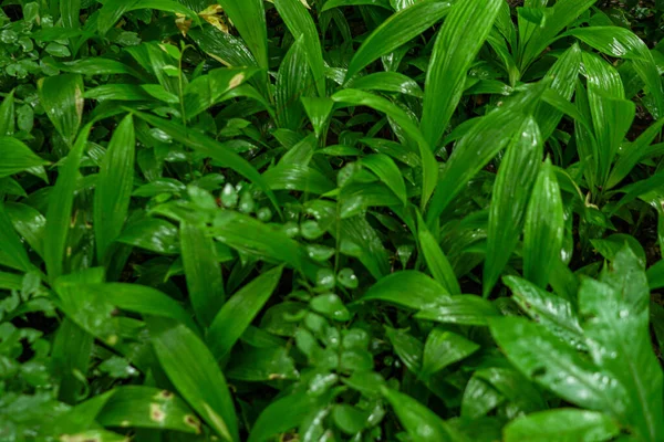 Levelek Sűrű Zöld Bambusz Levelek Friss Keres Egészséges Növény Természetes — Stock Fotó