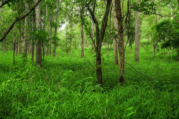 Florestas Densas Espécies Arbóreas Parque Nacional Áreas Conservação Preservar Flora — Fotografia de Stock