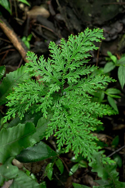 Fern Fern Wet Rainforest Moss Moss Green Plant Fungus Growth — Stock Photo, Image