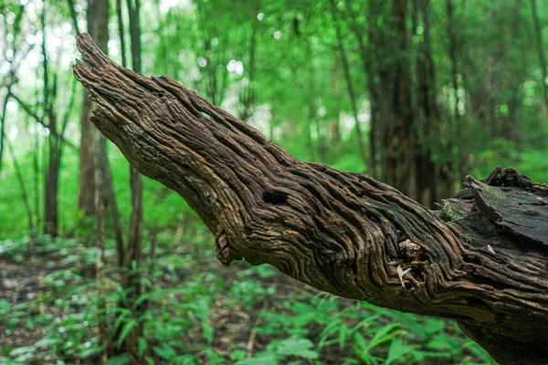 Abgestorbener Baum Natürlich Gemustertes Kernholz Ökologie Umwelt — Stockfoto