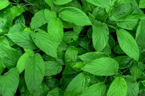自然な背景画像 緑の葉 永遠に緑の環境の植物の爽やかな健康 — ストック写真