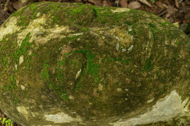 Eski mimari, Tayland tapınağı, orman manzarası Tanrı 'nın kafası, yapraklar, gözler, terk edilmiş, yosun, Tayland