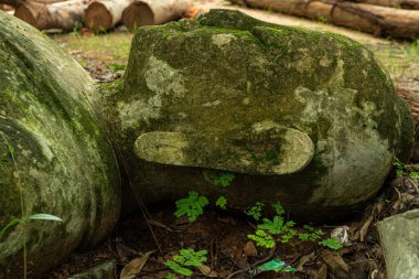 Budizm ve antik mimari, Tayland tapınakları, orman manzarası heykeli Tanrı 'nın kafası, yapraklar, gözler, terk edilmiş, yosun, Tayland