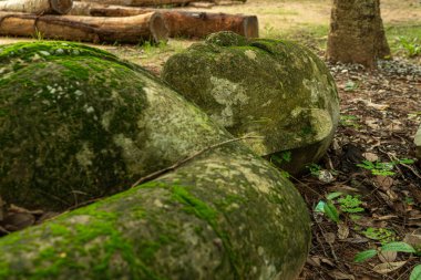Budizm ve antik mimari, Tayland tapınakları, orman manzarası heykel başı, yapraklar, Tanrı 'nın gözleri, terk edilmiş, yosun, Budizm, Asya, Tayland