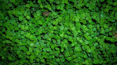 Bitkilerin ve hayvanların arkaplan resmi, yapraklar, yemyeşil çimenler, otlar, botanik, büyüme, doğal yeşil bitkiler.