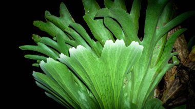 Parazit bitkilerin arkaplan görüntüsü, parazit yapraklar, yemyeşil otlar, çevre bağımlılığı.