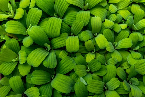 荷叶球茎绿环境下的植物学 植物繁殖 — 图库照片