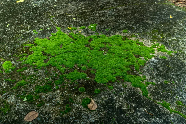 The nature of the growth of living things is small plants. or moss on the cement floor wallpaper background image