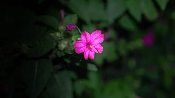 Blomma Bakgrundsbild Blad Natten Frodig Färgglada Ljusa Natur Naturliga Rosa — Stockfoto