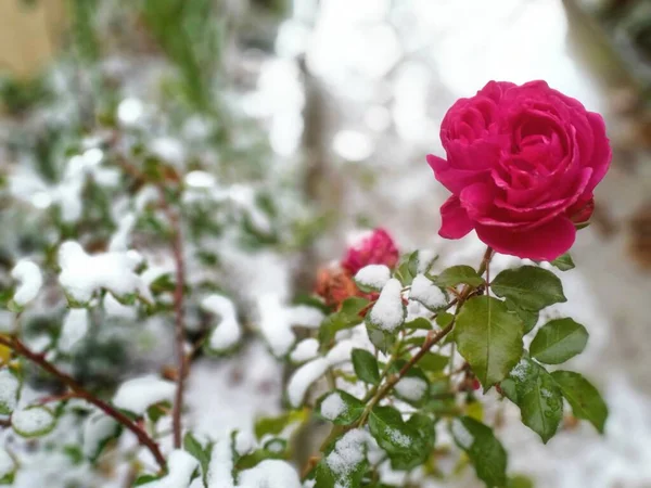 雪のカバーに咲くバラ — ストック写真