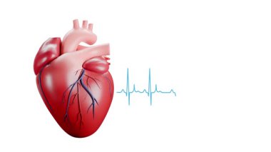 Tıbbi, sağlık, kardiyoloji, bilimsel ve eğitim amaçlarına uygun beyaz bir arkaplan üzerinde mavi elektrokardiyogramın (ECG) yer aldığı bir kalp atışının 3 boyutlu animasyonu.