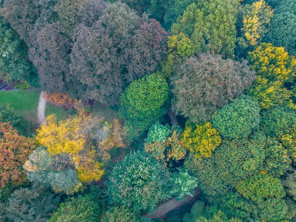 美丽的空中坠落树 秋天落叶森林黄色和橙色的自上而下的景色 秋天平静的日子里空中俯瞰森林 森林吐出五彩缤纷的秋天色彩 高质量的 — 图库照片