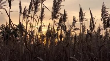 Sıcak yaz manzarası kuru çayır altın saat günbatımı, sarı kırsal alan dramatik şafak ya da alacakaranlık rüzgarlı, yüksek çimler doğal panoramik orman. Yüksek