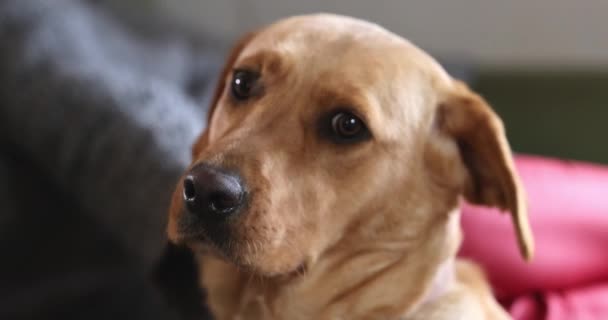 黄金のラブラドールの検索を閉じる 従順な犬のリビングルームで床の上に座って カメラを見てポーズ 幸せな家畜の概念は 高品質4K映像 — ストック動画