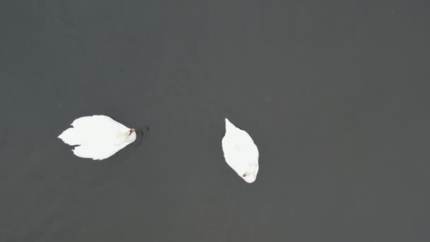 Blick Von Oben Ein Schwarm Weißer Gänse Schwimmt Wasser Einem — Stockvideo