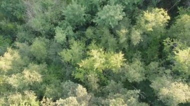 Avrupa, Belçika 'da çam ağaçları ve ladin ağaçlarıyla dolu yeşil yaz ormanlarının insansız hava aracı tarafından çekilen hava yükselmesi, ağaçların tepesinde bir dron tarafından vuruldu. Yüksek kalite 4k görüntü