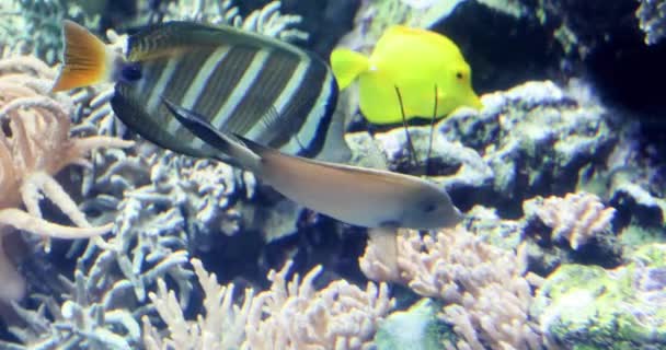 Slow Motion Colful Tropical Fish Butterflyfish Chaetodon Auriga Feed Coral — Vídeo de Stock