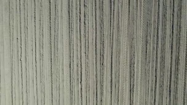 茶色い耕されたフィールド垂直上のビューの完璧なライン 土の上の滑らかな縞模様ドローンビュー 低高度で飛行可能な土地 ベルギーの空中風景の中に耕されたフィールド 高品質4K映像 — ストック動画