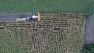 Bir sonbahar günü, akşamları ya da sabahları tarlada kuru mısır toplayan Hava Aracı Görüntü Uçuşu. Cornfield 'da çalışan hasat makinelerinin en iyi görüntüsü. Hasat, tarım ve...