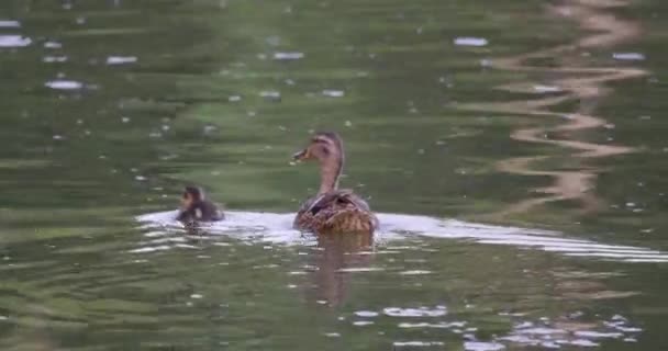 Pato Mallard Con Patitos Flotando Estanque Parque Verano Cámara Lenta — Vídeos de Stock