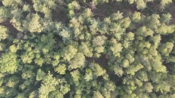 森林空中のトップビューで初秋 混合林 緑の針葉樹 黄色の葉を持つ落葉樹 秋の色田舎の森 ドローンズームアウトは 本質的にカラフルなテクスチャの上に回転します — ストック動画