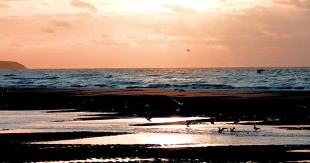 4K日落时分自然海岸景观及海鸥飞行及行走的野生动物景观 高质量高清录像 — 图库视频影像