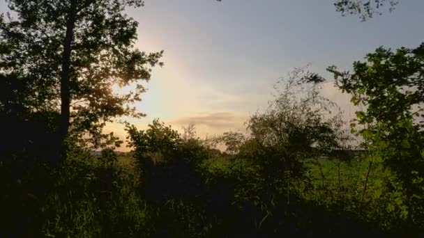 Πολύχρωμο Ηλιοβασίλεμα Πίσω Από Birch Και Θάμνους Ένα Αγροτικό Περιβάλλον — Αρχείο Βίντεο
