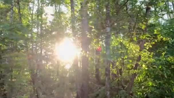 Bosque Mágico Soleado Los Rayos Del Sol Naciente Por Mañana — Vídeo de stock