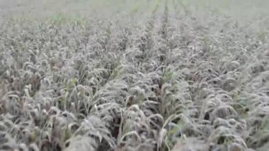 Mısır tarlası, mısır saplarının üzerinden uçmak, mükemmel büyüme, ama sıcak ve kuraklıktan muzdarip, iyi mısır hasadı, mısır tarlasının olgunlaşması. Yüksek kalite 4k görüntü