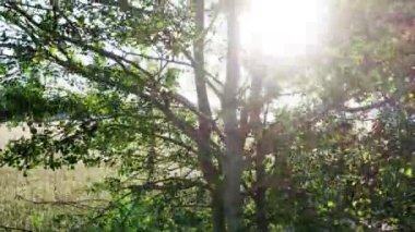 Kırsal bir arazide yükselen yeşil bir ağaçtan güneşe bakıyorum. Güneş yaprakların arasından parlıyor, hava aracı görüntüleri. Yüksek kalite 4k görüntü