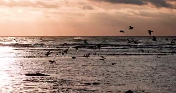 Naturliga Kuster Utsikt Solnedgången Och Vilda Djur Scen Flygande Och — Stockvideo