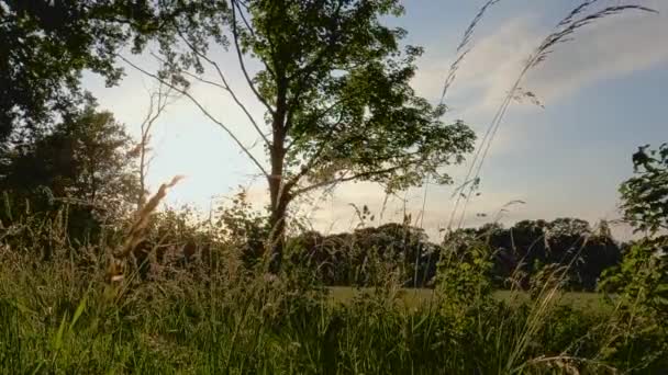 バーチの後ろのカラフルな夕日と田舎の環境で茂み 高品質4K映像 — ストック動画