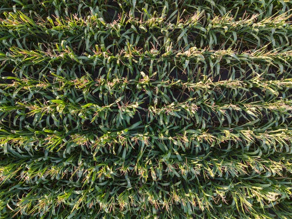 Кукурузное Поле Зеленых Стеблей Кукурузы Кисточек Фото Беспилотника Над Кукурузными — стоковое фото