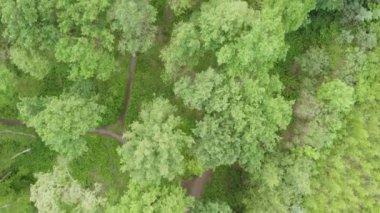 Sonbaharda ormandaki çakıl yolunun yukarıdan görünüşü, sisli bir sabah. İHA atışı ağaç tepelerinde uçarken, doğa arka planı 4K çözünürlüğünde. Yüksek kalite 4k görüntü