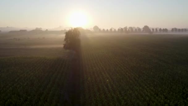 家や農場 空中ビューの風景と農村部の村の近くの牧草地の平野と農業のフィールド上の霧の中で日の出の朝の太陽 高品質4K映像 — ストック動画