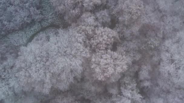 Aerial View Top View Winter Forest Pine Tree Snow Covered — Video Stock