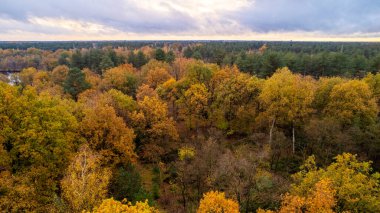 Beautiful colored forest during fall. Aerial drone picture of Belgian forest in Antwerp in autumn shot by a drone. High quality photo