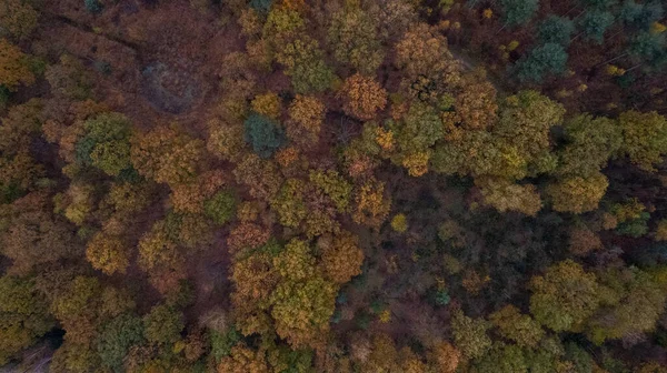 Beautiful colored forest seen from above. Aerial drone footage of Belgian forest in Antwerp in autumn shot by a drone. High quality photo
