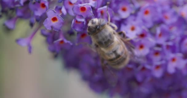 Κοντινό Πλάνο Ενός Δυτικού Ευρωπαϊκού Μέλισσα Apis Mellifera Σίτιση Του — Αρχείο Βίντεο