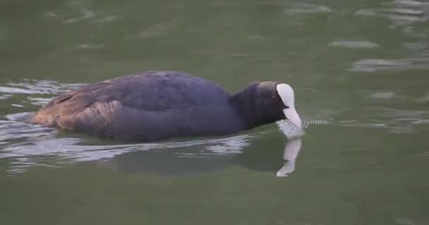 Eurasian Common Coot Fulica Atra Pick Algae Shallow Water While — Stock Video