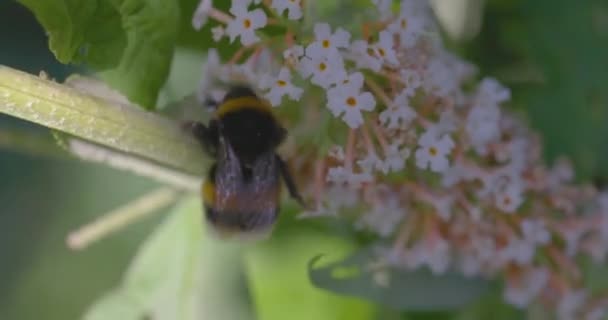 宏观视频中的大黄蜂尾翼 授粉和采集花蜜的白色野花 高质量的4K镜头 — 图库视频影像