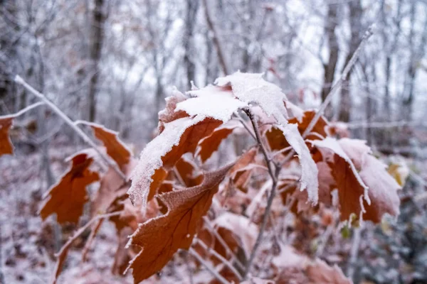Téli Fák Hegyek Borított Friss Sárga Vörös Őszi Levelek Hóval — Stock Fotó