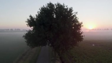 Issız bir ağacın üzerinde gün doğumunun manzarası ve temiz bir gökyüzü ve tarım arazilerinin üzerinde sis örtüsü olan katran yolu. Yüksek kalite 4k görüntü