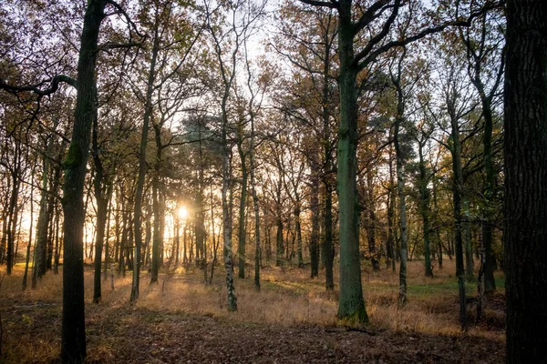 Sun Star Shining Woods Autumn Forest Trees Nature Green Wood — Foto de Stock