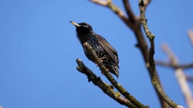 Avrupa Sığırcık Kuşu ya da Sturnus vulgaris kışın Antwerp, Belçika 'da bir ağacın dalına tünemiştir. Yüksek kaliteli FullHD görüntüler