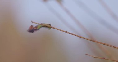 Genç akçaağaç üzerinde rüzgarda esen tek bir yaprak. Sonbahar rüzgârlı bir günde aser ağacı dalları. Yüksek kalite 4k görüntü