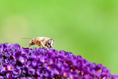 Bal arısı, arka planda mor bir buddleja çiçeğinde polen topluyor. Yüksek kalite fotoğraf