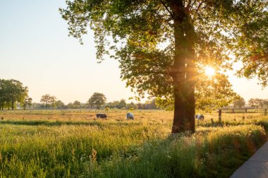 Sonbahar ışığında gün doğumunda çayırlarda inekler. Yüksek kalite fotoğraf