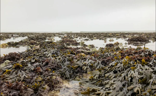 Fale Myjące Skały Oceanie Plaży Normandii Francji Wysokiej Jakości Zdjęcie — Zdjęcie stockowe