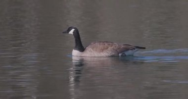Antwerp, Belçika 'daki Rijkevorsel' de bir kanalda yüzen iki Kanadalı kaz Branta kanadenisi. Yüksek kalite 4k görüntü
